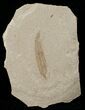 Mimosites coloradensis Fossil Leaf - Utah #16280-1